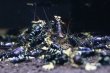 画像3: メタリックパープルナナシー (METALLIC TIGER)3匹セット (3)