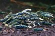 画像1: CRONUS SHRIMP 　ライトクラス3匹セット (1)
