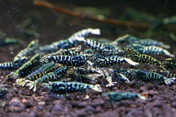 画像1: CRONUS SHRIMP 　ライトクラス3匹セット (1)