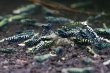 画像2: CRONUS SHRIMP 　ライトクラス3匹セット (2)