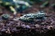 画像4: CRONUS SHRIMP 　ライトクラス3匹セット (4)