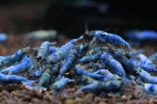 進化した　NEW　えび天　ソイル　５Ｌ入×５袋セット　合計25リットル　観賞魚 ほとりえベースソイル ｜ 魚づくりは水作り｜水作株式会社