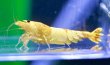 画像4: CGS  Crystal Gold Shrimp　種親クラスハイグレードトリオ (4)