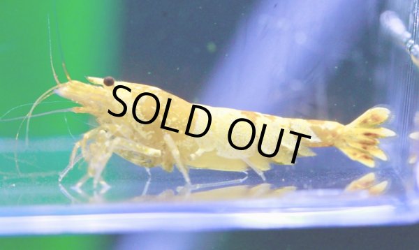 画像4: CGS  Crystal Gold Shrimp　種親クラスハイグレードトリオ (4)