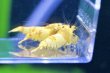 画像5: CGS  Crystal Gold Shrimp　種親クラスハイグレードトリオ (5)