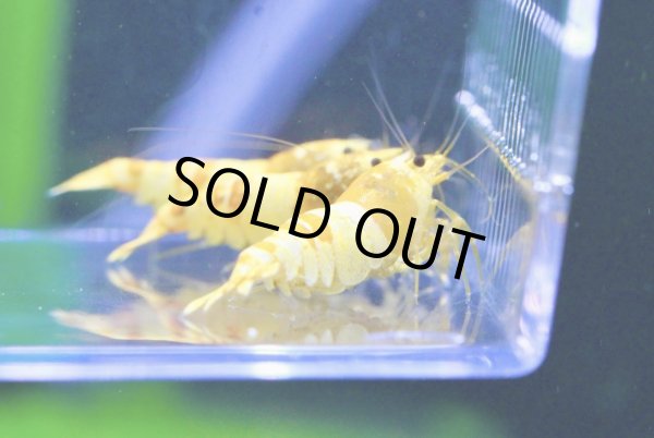 画像5: CGS  Crystal Gold Shrimp　種親クラスハイグレードトリオ (5)