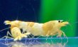 画像3: CGS  Crystal Gold Shrimp　種親クラスハイグレードトリオ (3)