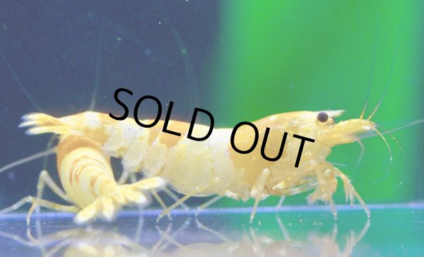 画像3: CGS  Crystal Gold Shrimp　種親クラスハイグレードトリオ (3)