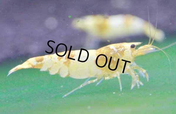 画像6: CGS  Crystal Gold Shrimp　種親クラスハイグレードトリオ (6)