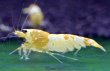画像7: CGS  Crystal Gold Shrimp　種親クラスハイグレードトリオ (7)