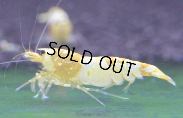 画像7: CGS  Crystal Gold Shrimp　種親クラスハイグレードトリオ (7)
