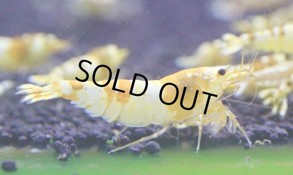 画像2: CGS  Crystal Gold Shrimp　種親クラスハイグレードトリオ (2)