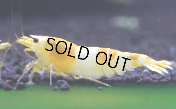 画像1: CGS  Crystal Gold Shrimp　種親クラスハイグレードトリオ (1)