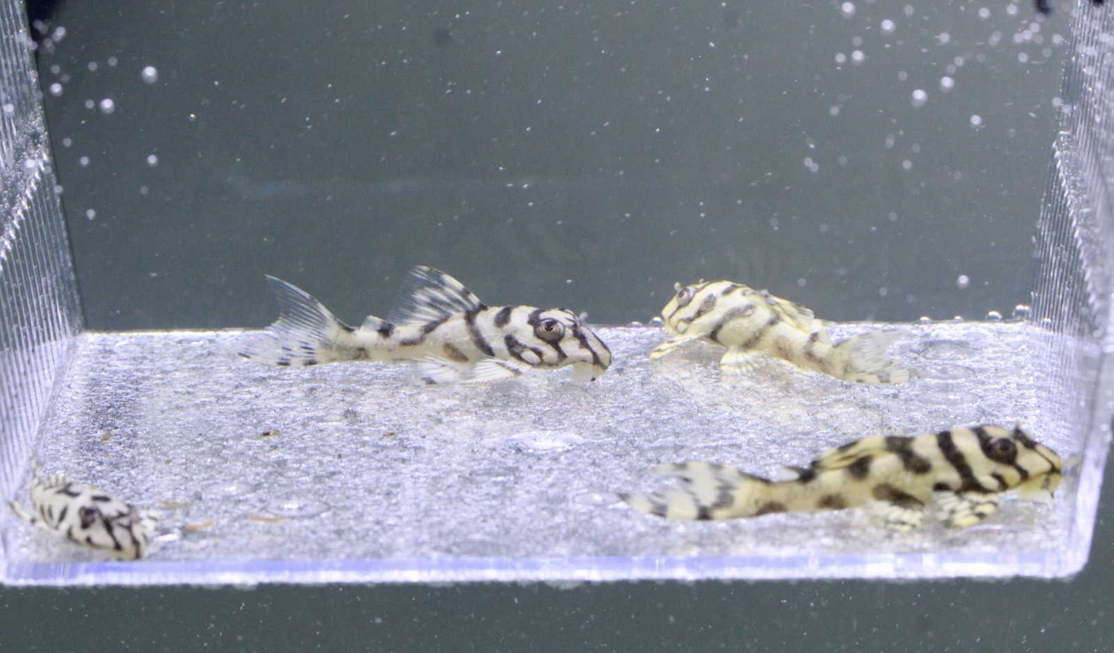 まっとぶらっく L236.MAT.S.P A 若個体4匹セット - さと美えび